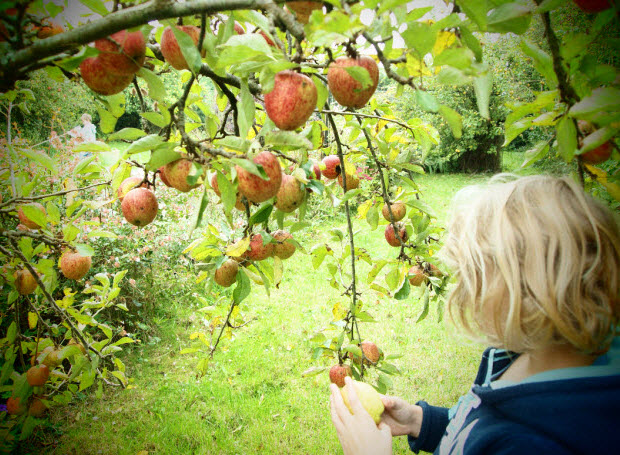 Cueillette de pommes en novembre