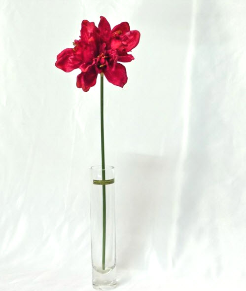 Amaryllis dans un vase cylindrique Amaryllis dans un vase cylindrique