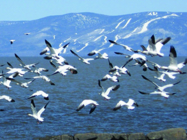 Chasse à l'oie blanche à l'Île aux Grues