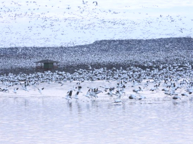 Nuée d'oies blanches se posant dans les battures